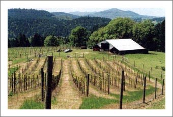 Oregon Vineyard For Sale - Winery Potential & Marketable Timber For Sale - Rebecca's Vineyard