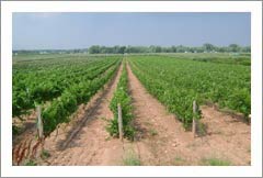 Vineyard For Sale - Niagara on the Lake, NY - 200 Acres - 185 Acre Vineyard For Sale
