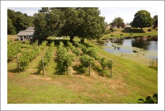 Connecticut Winery, Vineyard and Event Venue For Sale - Connecticut Wine Country Real Estate