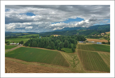 Oregon Organic Vineyard For Sale - 34+ Acres - 15 acre Planted Organic LIVE Certified Vineyard - Chehalem Mountain AVA