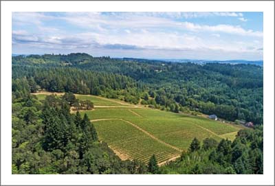 Organic Vineyard For Sale - Pinot Vineyard For Sale in Oregon - Polk County