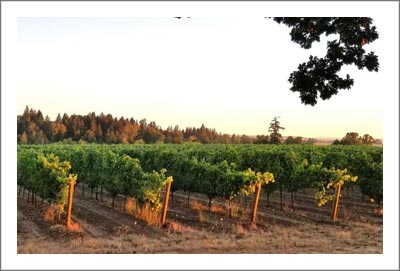 Southern Oregon Vineyard For Sale - Pinot Noir Vineyard For Sale