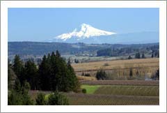 Oregon Pinot Noir Vineyard and Custom Home For Sale - Oregon Wine Country Real Estate