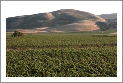 Sonoma County Winery and Vineyard For Sale - Roessler Ranch - Sonoma, CA