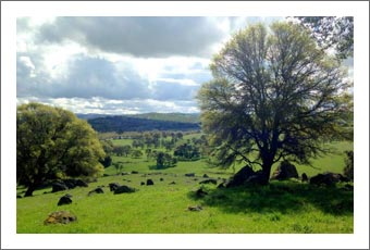 Amador Country Vineyard Land For Sale -  HWY 49 Commerical Land w/ Residential Zoning For Sale - Wine Country Land For Sale