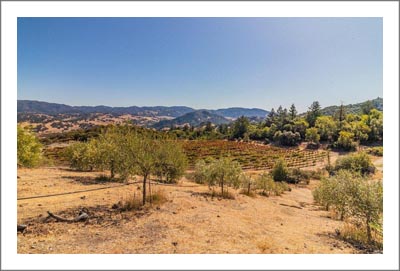 Mendocino Olive Grove / Orchard For Sale w/ Rhone Varietal Vineyard - Hopland Real Estate