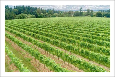 Oregon Vineyard For Sale - Willamette Valley Vineyard For Sale - Pinot Noir & Pinot Gris