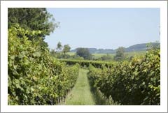 South Brazilian Winery and Large Vineyard Property For Sale - South America