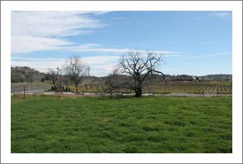 Amador County Land For Sale - Vineyard / Winery Land - Vineyard Potential