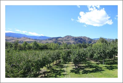 Peach Orchard For Sale - Plum Orchard For Sale - Orchard For Sale in Canada