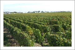 France Vineyard, Home, and Winery For Sale - France, Europe - Wine Real Estate