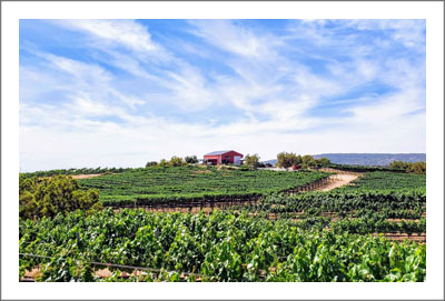 San Diego County Winery For Sale - Winery and Vineyard For Sale in Southern California