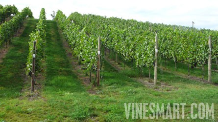 Kelowna, BC - Winery and Vineyard For Sale - Vineyard