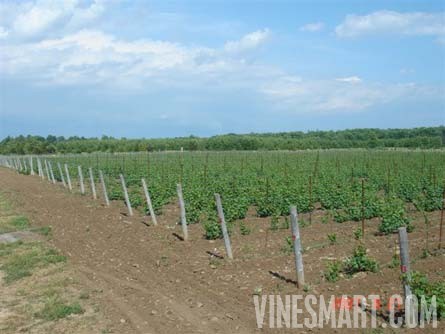 Prince Edward County, Onartio, Canada - Lighthall Vineyard For Sale - Wine Real Estate - New Vineyard Vines