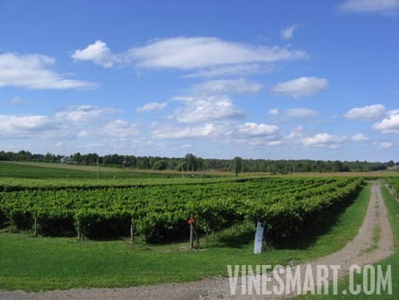 Quebec, Canada - Winery and Vineayrd For Sale - Vineyard