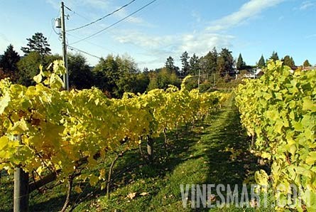 Victoria, Vancouver Island  BC Canada - Vineyard, Winery, and Home For Sale - Vineyard