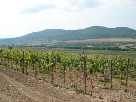 Bulgaria Vineyard and Land For Sale - Wine Real Estate