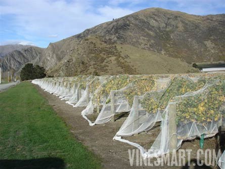 Gibbston Valley, Central Otago, New Zealand  - Vineyard and Home For Sale - Wine Real Estate