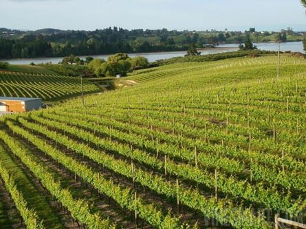 Award Winning Winery, Vineyard, and Home For Sale - Nelson, NZ - Wine Real Estate