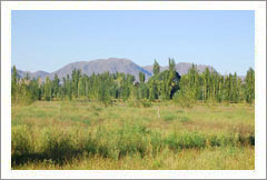 VineSmart - 41 Acres of Open Land Ready for Development For Sale - Mendoza, Argentina - Wine Real Estate