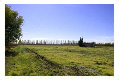 VineSmart - 16 Acre Finca and Plum Orchard For Sale - Mendoza, Argentina - Wine Real Estate