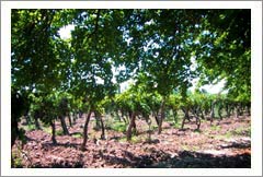 Mendoza, Argentina - Vineyard, Orchard, and Home For Sale - River Views - Wine Real Estate