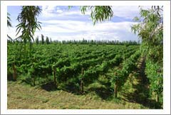 Argentina - Large Home and Vineyard For Sale - Wine Real Estate