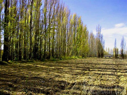 VineSmart - 16 Acre Finca and Plum Orchard For Sale - Mendoza, Argentina - Wine Real Estate