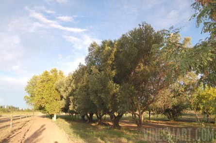 VineSmart - 25 Acres with House, Pears, Olives & Fallow Land for Sale - Mendoza, Argentina - Wine Real Estate
