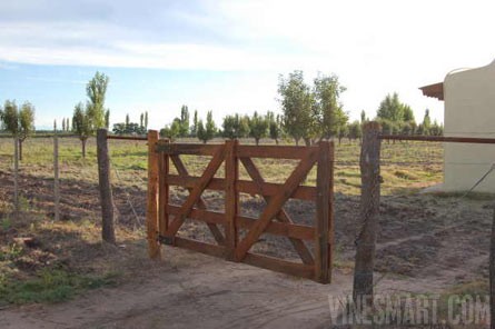 VineSmart - 25 Acres with House, Pears, Olives & Fallow Land for Sale - Mendoza, Argentina - Wine Real Estate