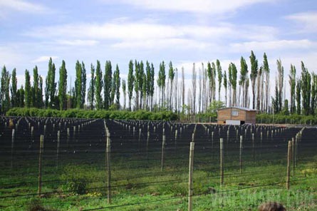 VineSmart - 85 Acres - 12 Acre Vineyard in Malbec & Cabernet For Sale - Mendoza, Argentina - Wine Real Estate