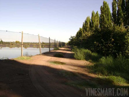 VineSmart - 85 Acres - 12 Acre Vineyard in Malbec & Cabernet For Sale - Mendoza, Argentina - Wine Real Estate