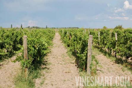 Argentina Vineyard and Large Home For Sale - Mendoza, Argentina - Wine Real Estate