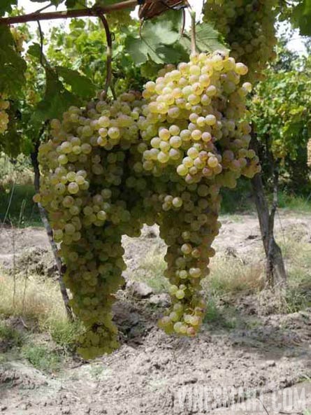 Argentina Wine Vineyard and Ochard For Sale - Wine Real Estate