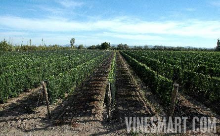 Fine Wine Vineyard For Sale, Mendoza, Argentina - Wine Real Estate