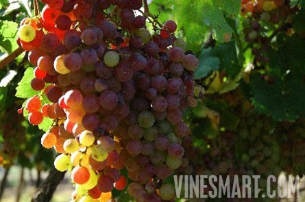 Fine Wine Vineyard For Sale, Mendoza, Argentina - Wine Real Estate