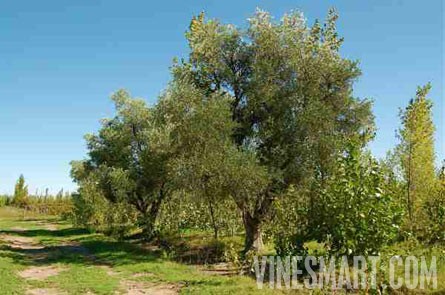 Argentina Farm For Sale - Vineyard, Orchard, and Home For Sale - Wine Real Estate