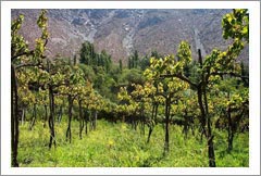 La Serena, Chile - Farm, Ranch, Home, River Property, and Vineyard For Sale - Wine Real Estate