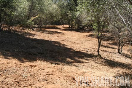 Jackson, CA - Home and Vineyard For Sale - Cleared Land