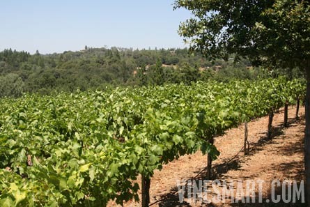 Jackson, CA - Home and Vineyard For Sale - Vineyard