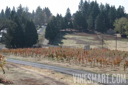Volcano, Ca - Home and Vineyard For Sale - Vineyard and Driveway