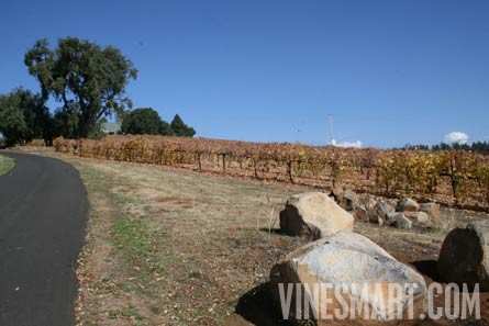 Volcano, Ca - Home and Vineyard For Sale - Driveway and Vineyard
