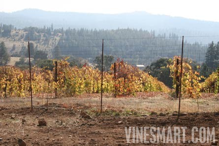 Volcano, Ca - Home and Vineyard For Sale - Vineyard Changing Colors