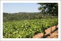 Jackson, CA - Home and Vineyard For Sale