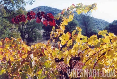 El Dorado County - Winery and Vineyard For Sale - Vineyard in the Fall