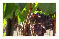 VineSmart -  San Luis Obispo - Edna Valley Vineyard Estate For Sale - Wine Real Estate