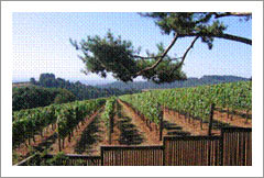 Oregon Vineyard and Winery For Sale - Wine Real Estate - The Transition Group