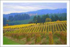 Premium Oregon Vineyard, Winery, and Custom Home - Yamhill-Carlton AVA, Oregon - Wine Real Estate