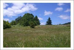 Yamhill Vineyard Land For Sale