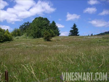Newberg, Oregon -  Potential Vineyard Land For Sale - Hillside Views